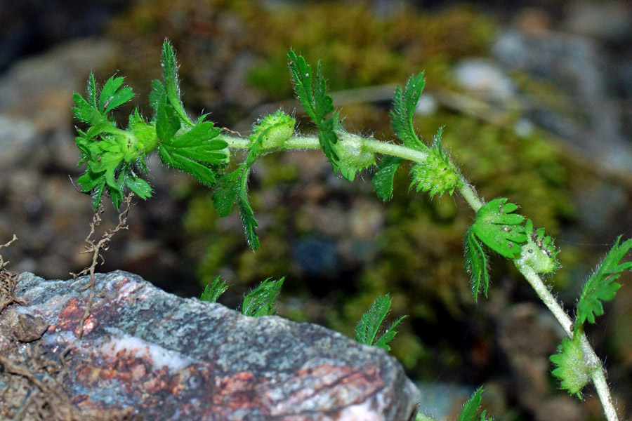 Aphanes floribunda / Ventaglina maggiore